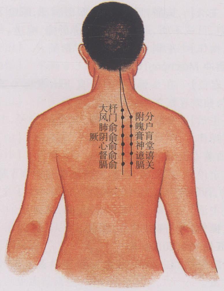 圖15 足太陽膀胱經(jīng)(一)